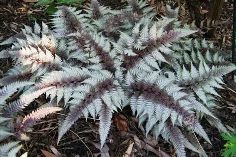 Японский кочедыжник